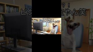 [あるある]フォートナイトをする猫
